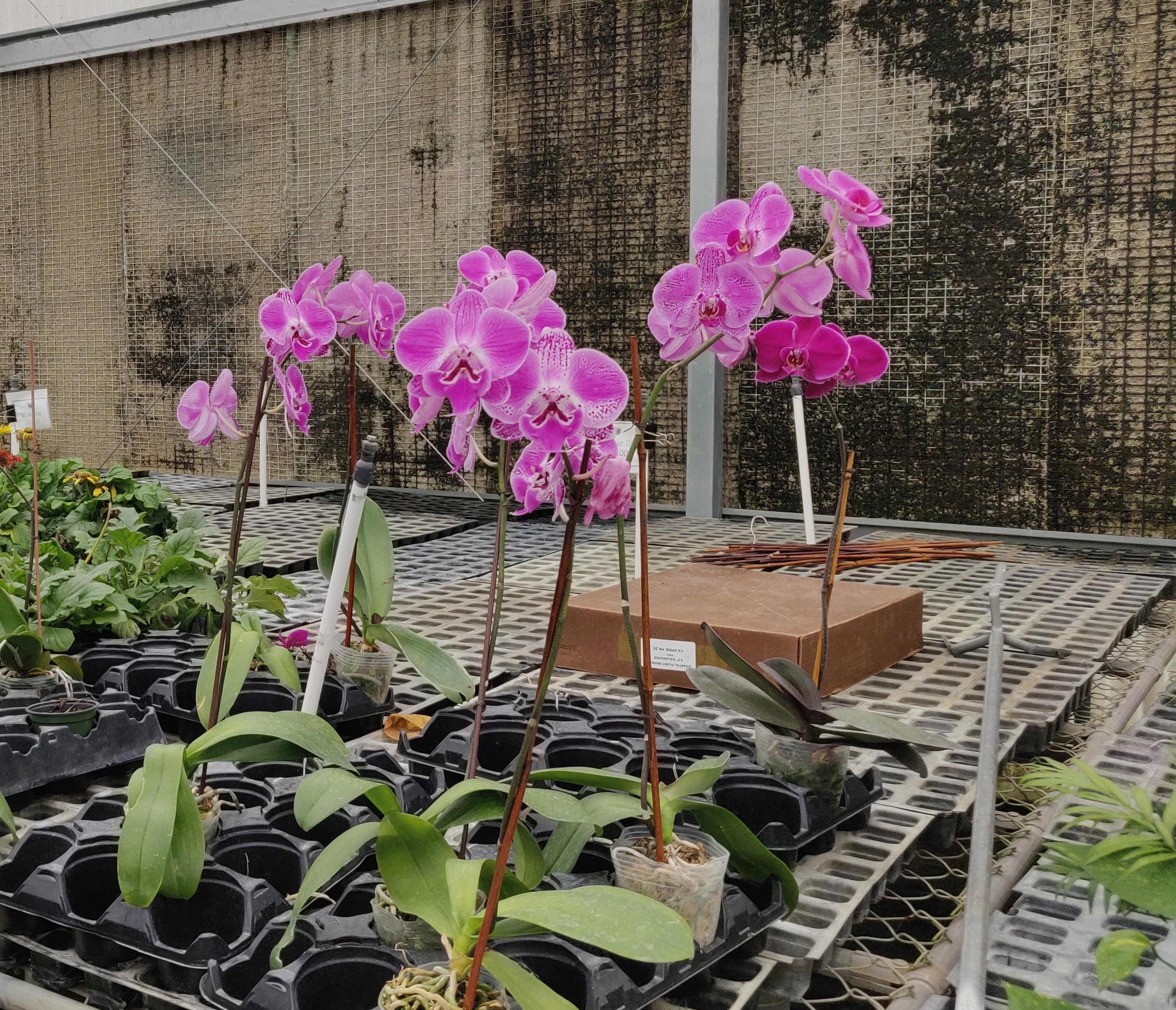 orchids orlando fl